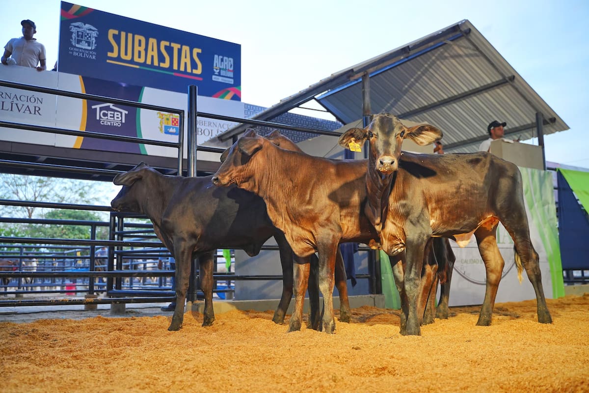 AgroBolívar 2025 genera ventas por más de un millón de dólares