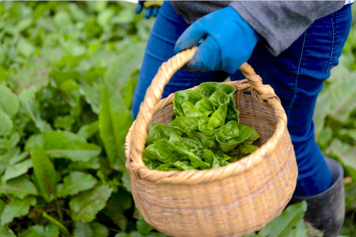 Por medio de la agroecología las comunidades de La Guajira están produciendo los alimentos nutritivos para su consumo//Cortesía.