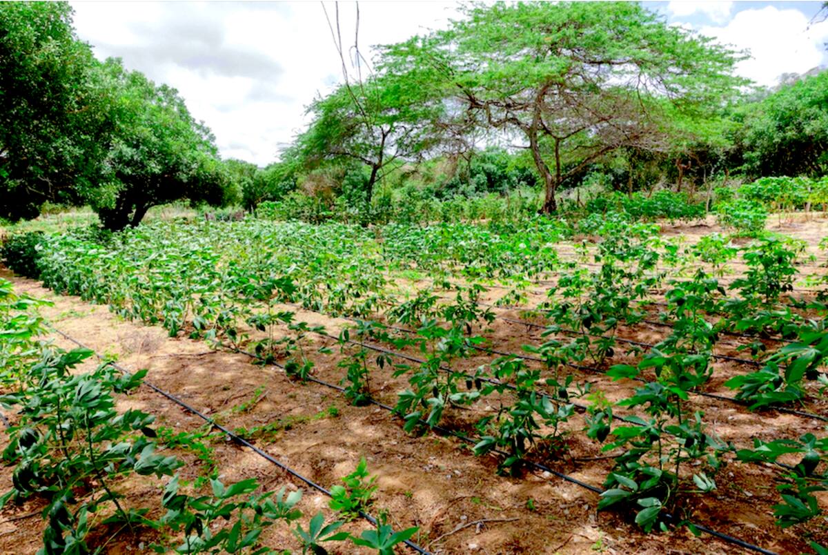 Con la agroecología las comunidades de La Guajira están recuperando prácticas tradicionales para cosechar los alimentos que consumen. //Cortesía.