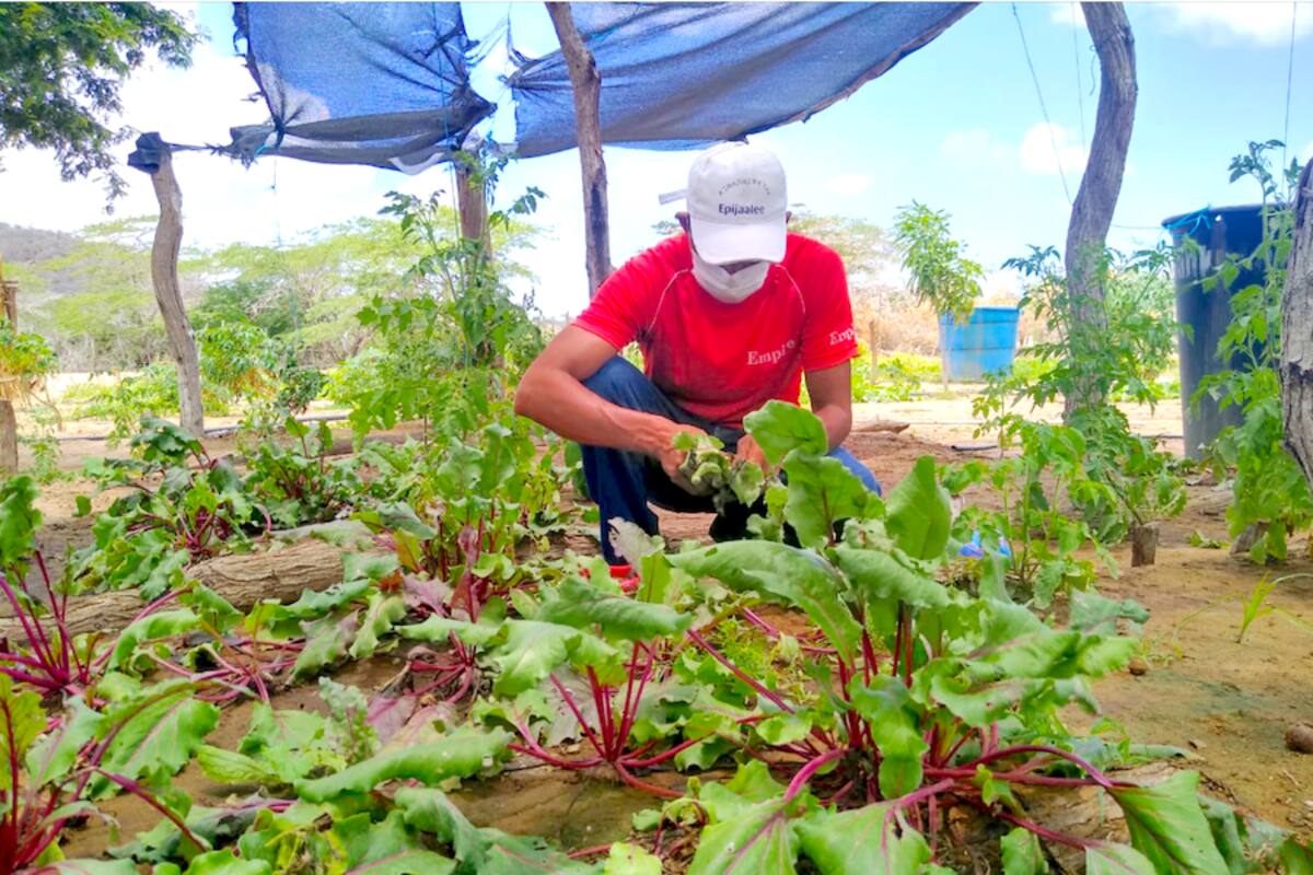 Agroecología: ¿clave para garantizar el acceso a alimentos en La Guajira?