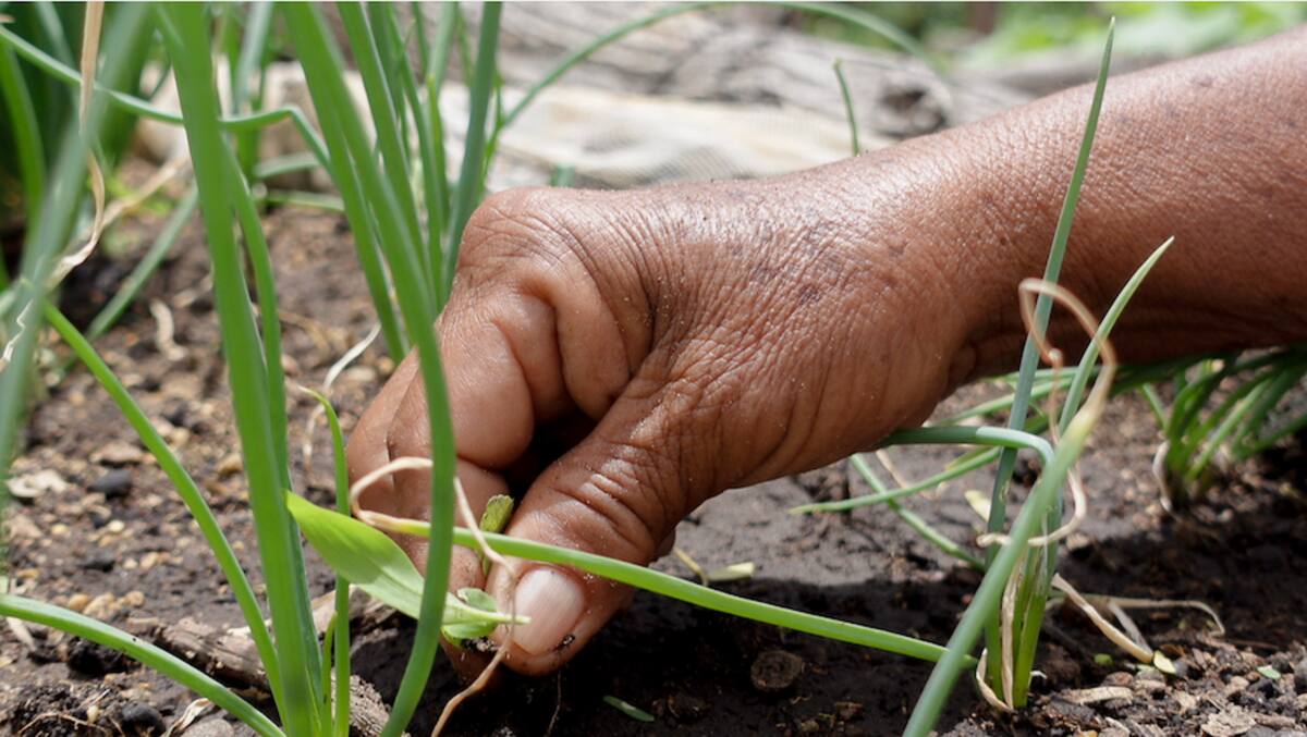 Con la agroecología las comunidades de La Guajira están producen abonos orgánicos para cosechar los alimentos que consumen. //Cortesía.