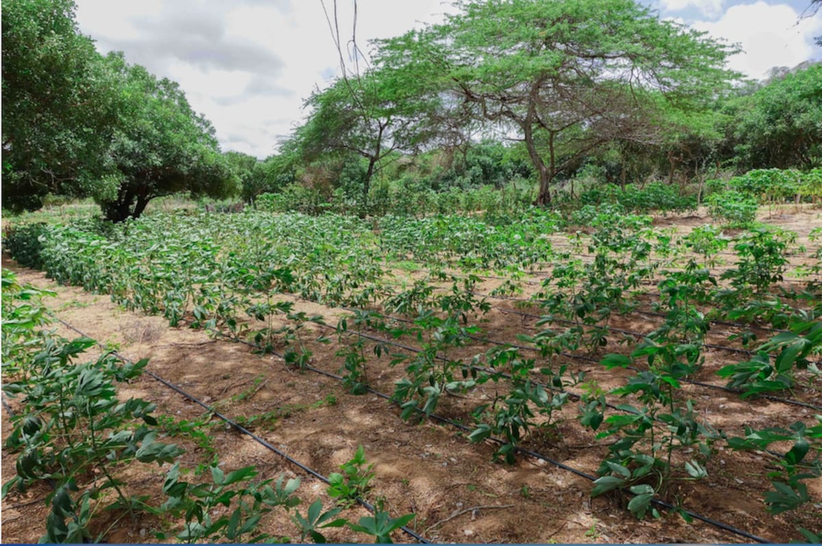 La agroecología se ha consolidado como un pilar fundamental de los avances de producción de alimentos saludables en La Guajira.//Cortesía Fundación Alpina.