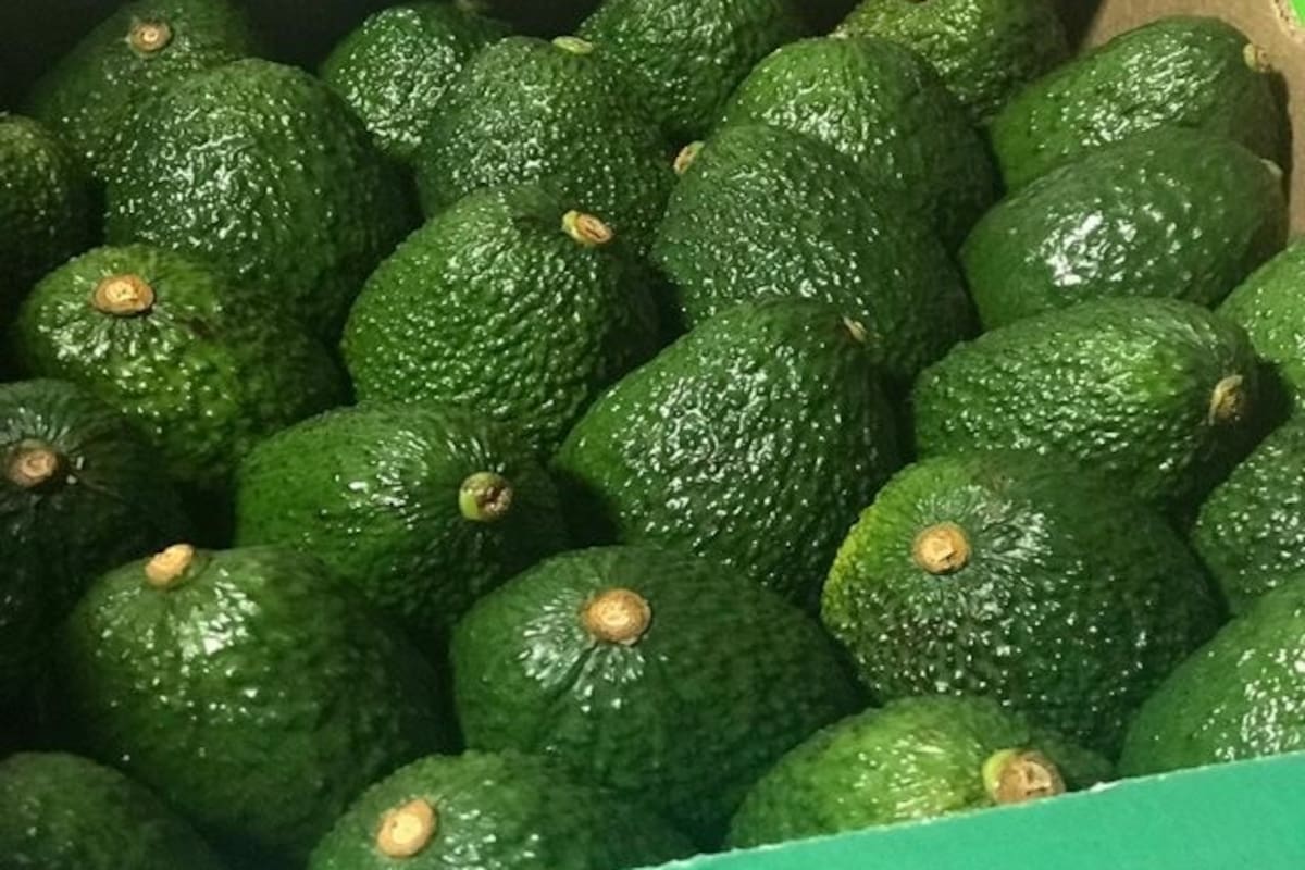 Aguacate colombiano perdería terreno en EE. UU., esto se sabe