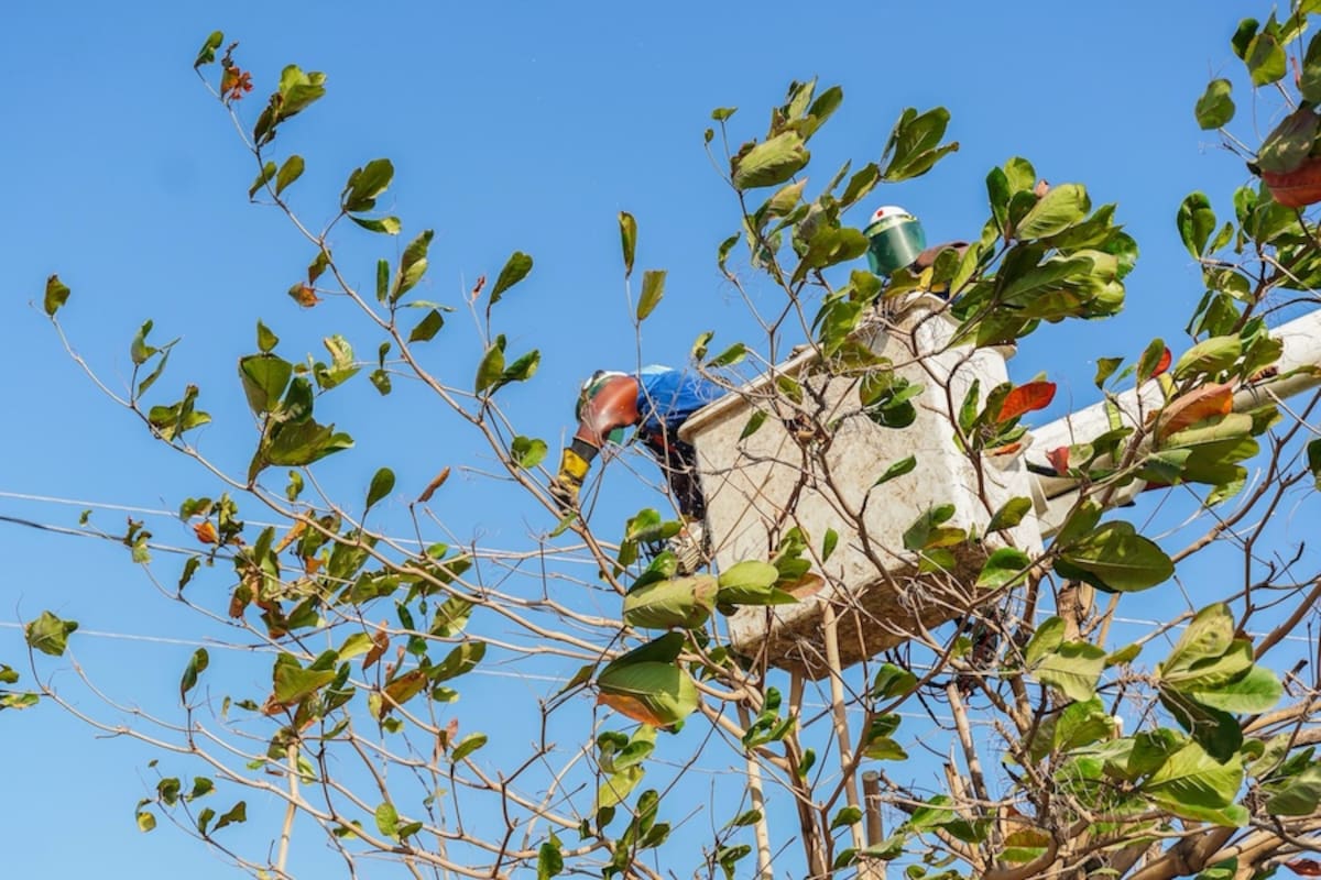 La empresa Air-e Intervenida anunció que este lunes 24 de marzo hará poda de árboles en algunos sectores de Barranquilla por lo que se suspenderá el servicio de energía mientras duren los trabajos.//Cortesía.