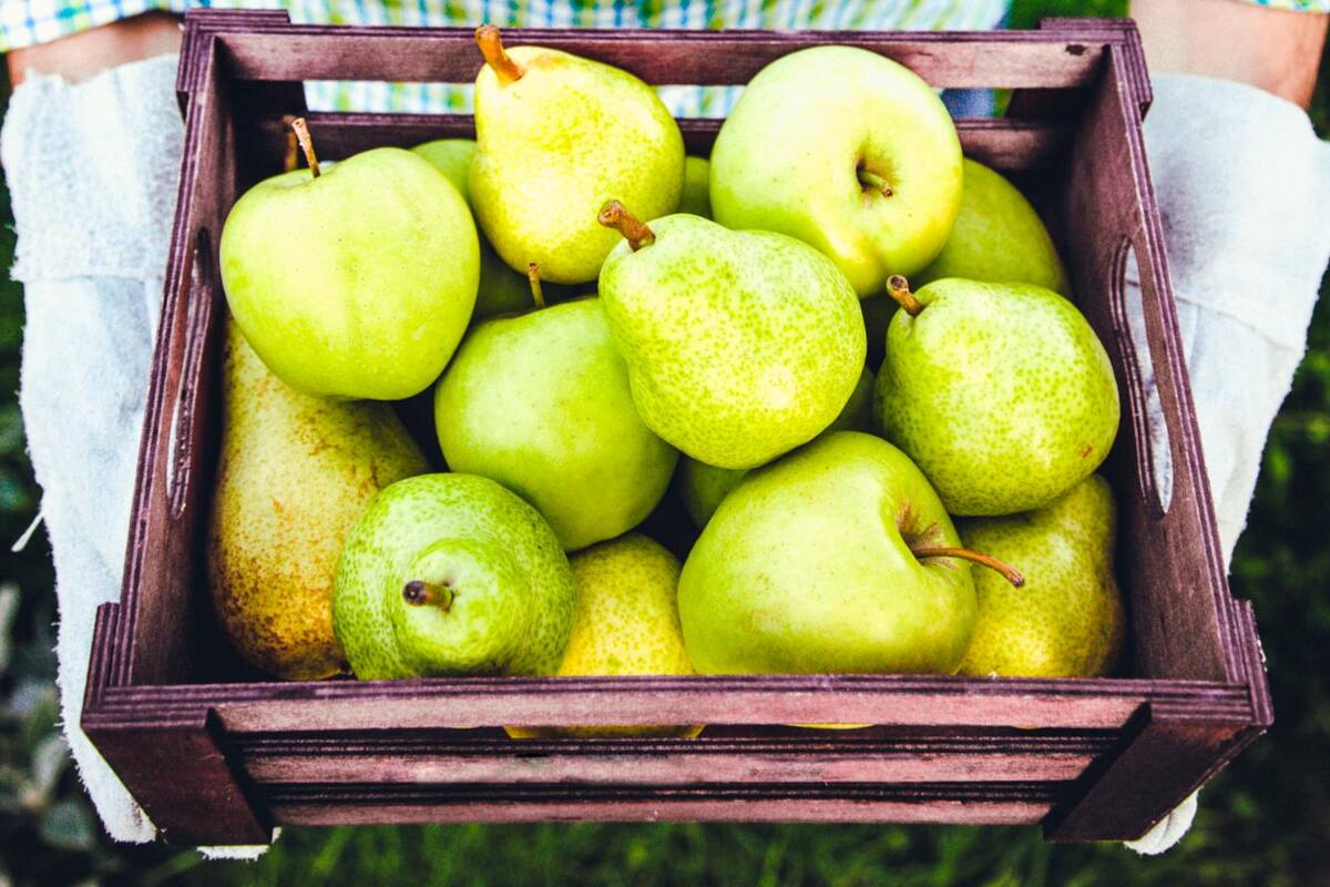 Bancos de Alimentos buscan más comida para afectados por COVID
