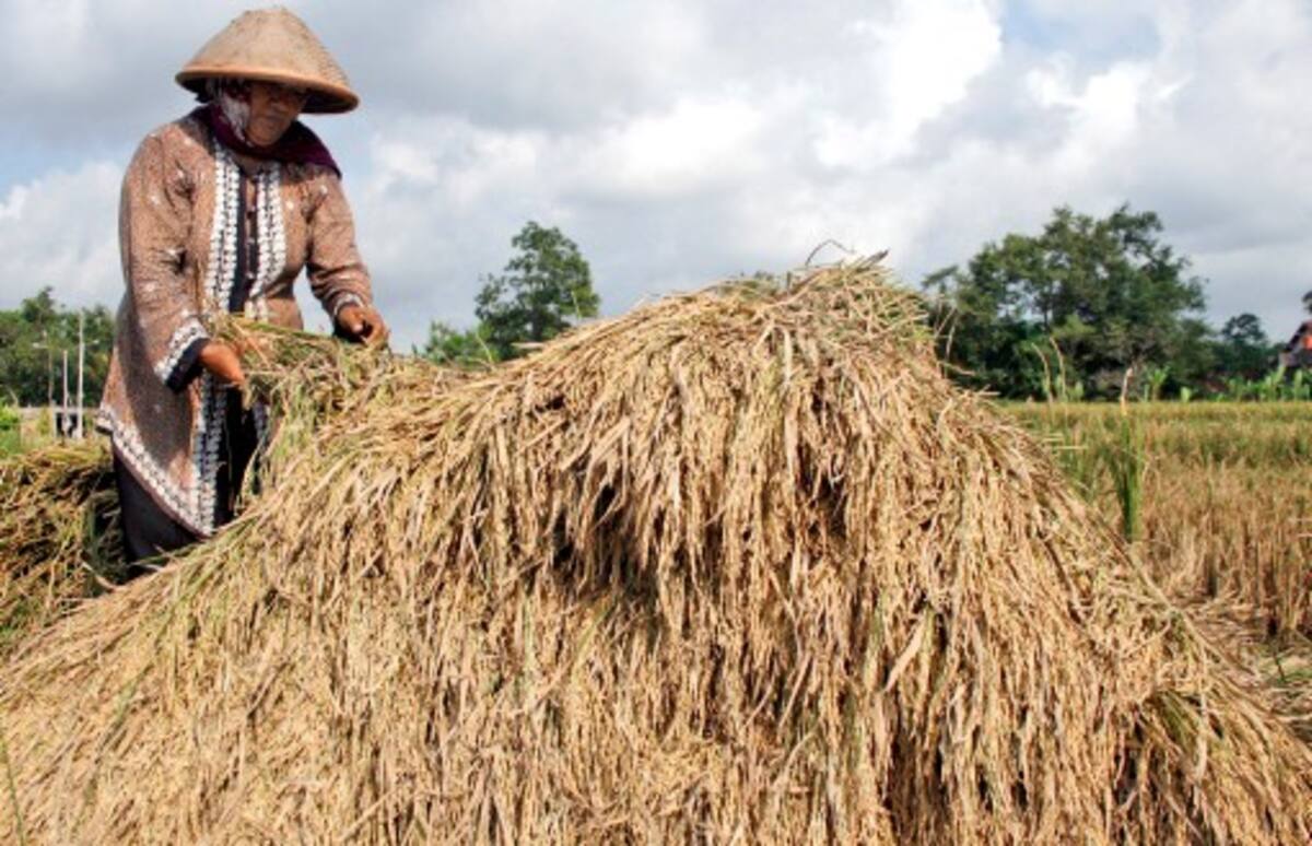 La restricción para cultivar arroz aplicará en las tierras en que detecten altos niveles de cesio radiactivo y los agricultores a los que se les prohiba cultivar arroz serán compensados. AP Slamet Riyadi