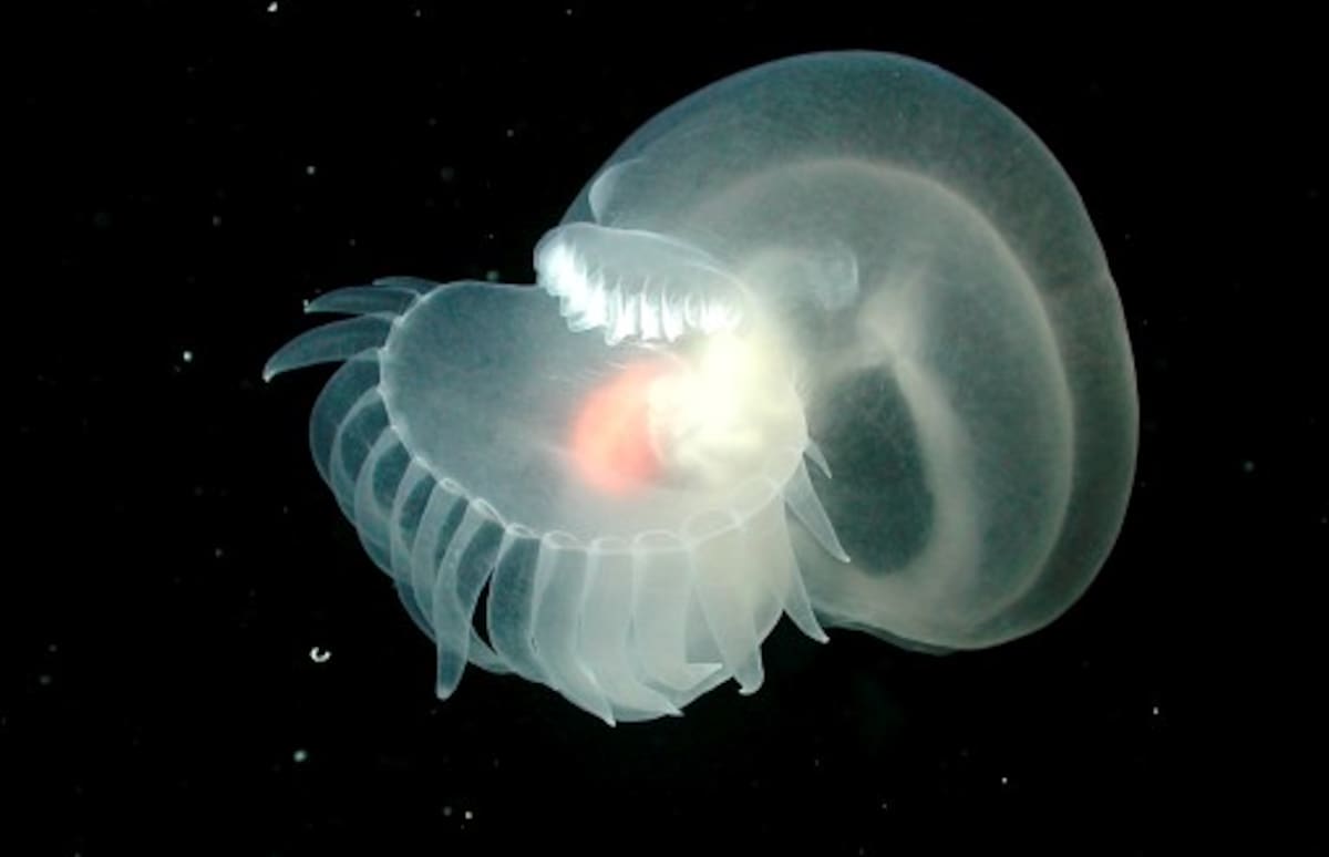 Esta imagen, tomada en 2002, alrededor de una milla de profundidad cerca de un enorme volcán submarino cerca de la Bahía de Monterey muestra este extraño animal marino, que se cree una nueva especie que aún no se ha descrito o nombrado. AP