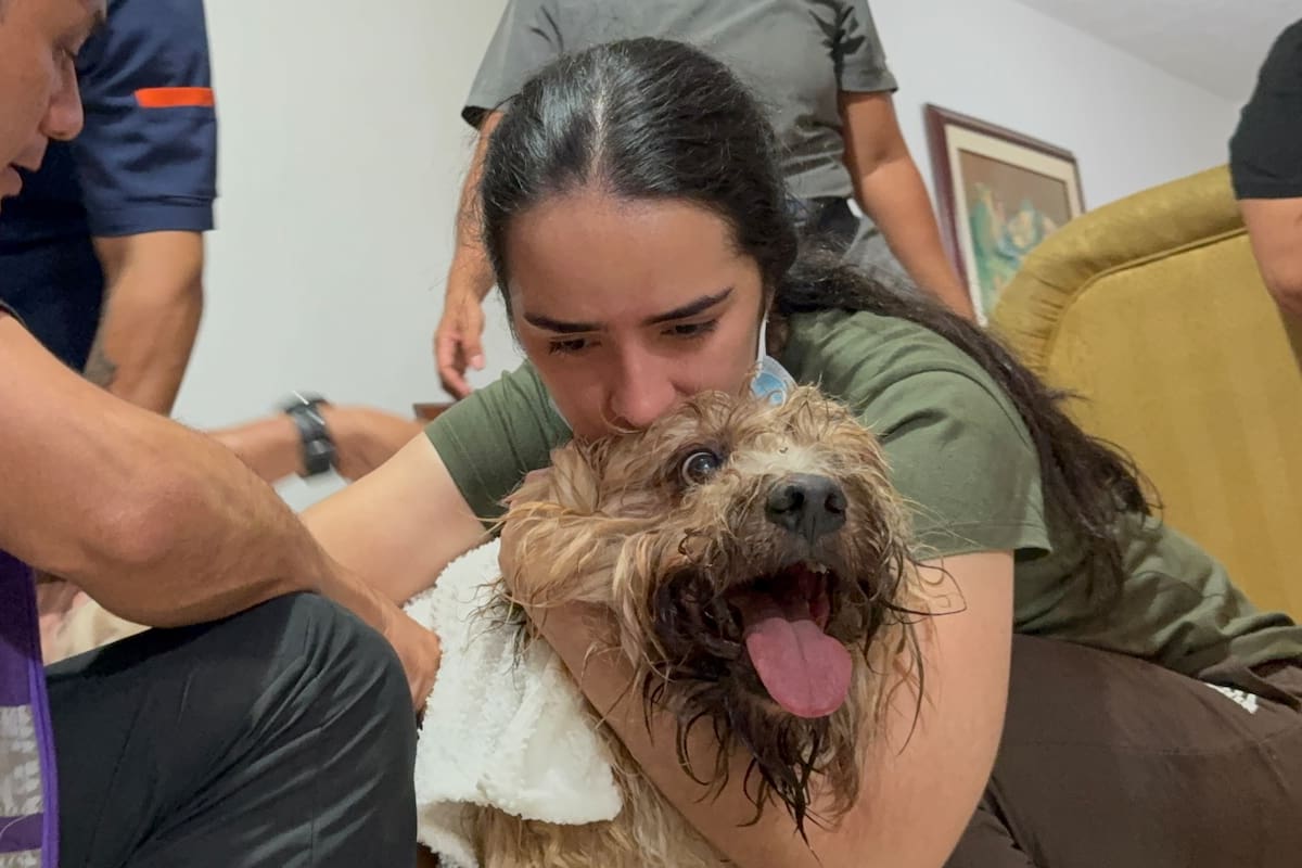 Video: Antonio, el perro que sobrevivió a 48 horas bajo los escombros tras terremoto