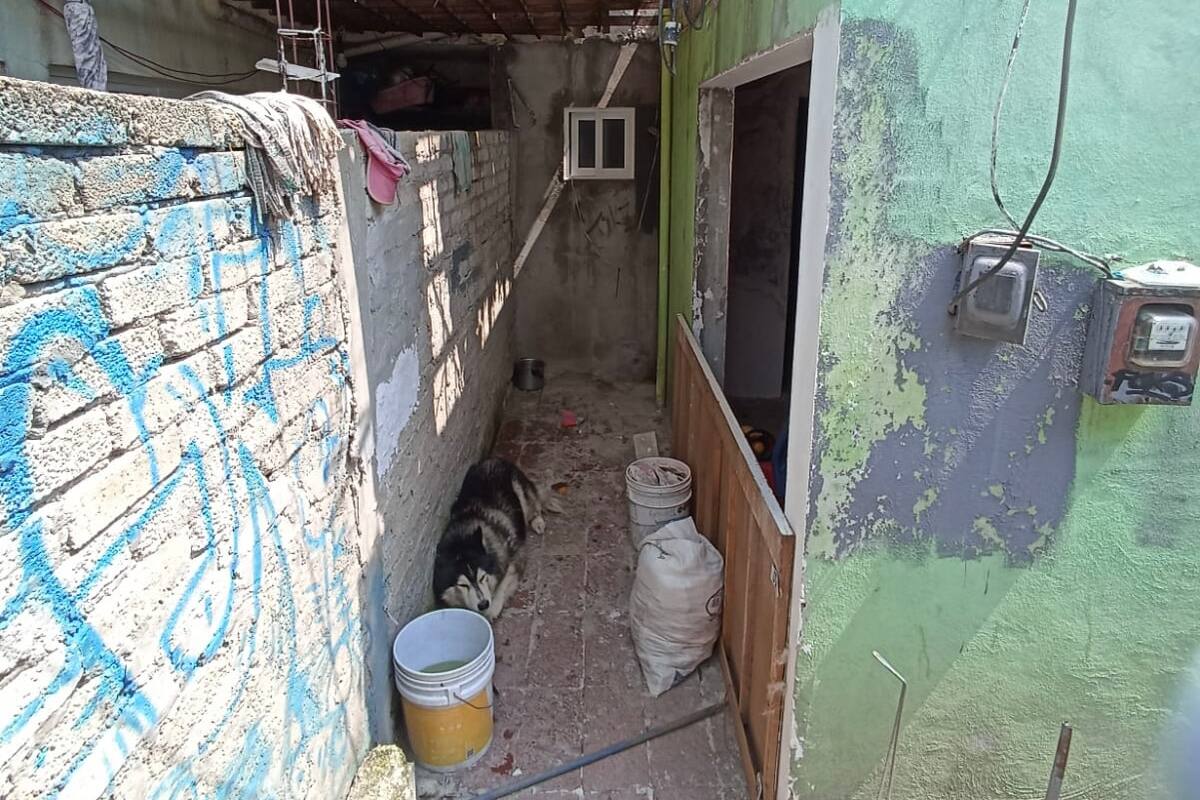 Polémica: salvaron a perrito desnutrido y los demandan por invadir propiedad