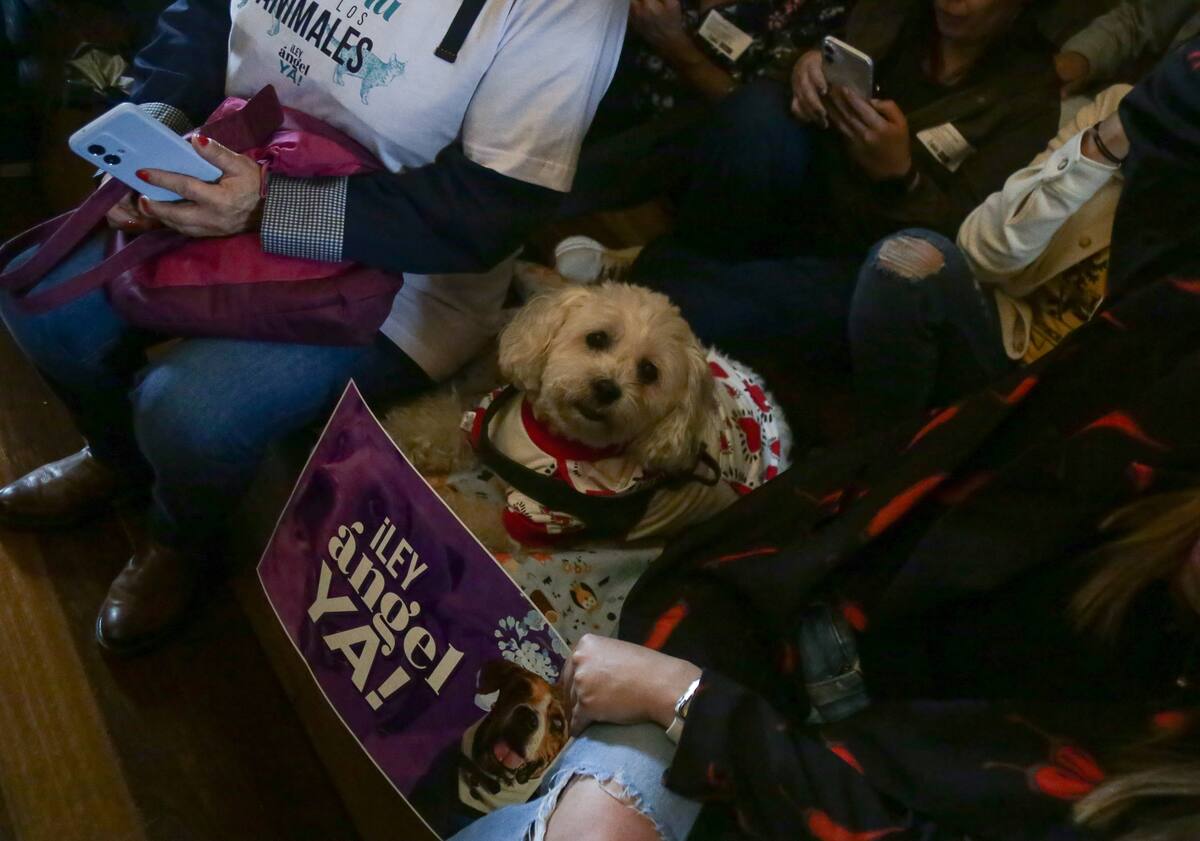 En la plenaria de la Cámara de representantes de lleva a cabo el último debate de la ley ángel, iniciativa legislativa que busca endurecer las penas para quienes cometen delitos contra los animales. // Colprensa - Catalina Olaya.