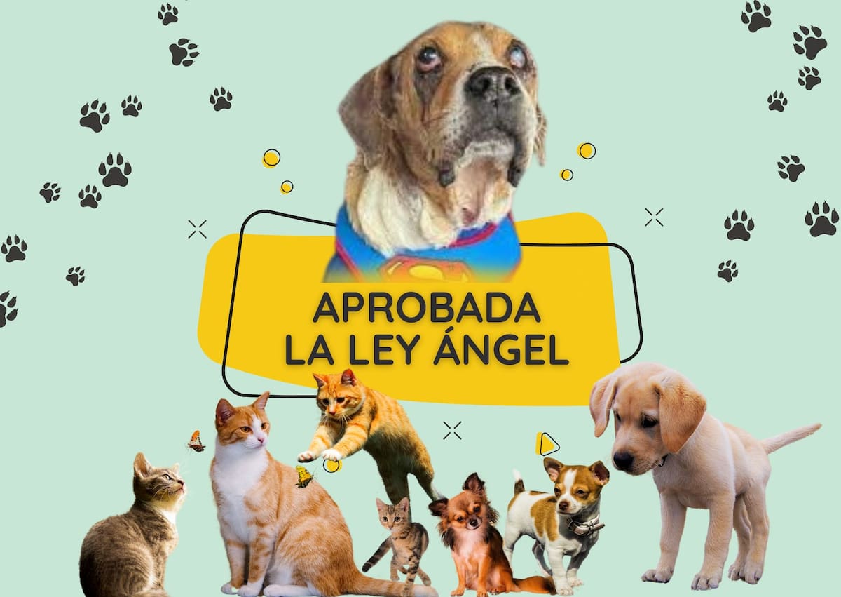 La plenaria de la Cámara de Representantes apoyó de manera unánime la Ley Ángel, una normativa que busca reforzar las sanciones en contra del maltrato animal en el país. | Foto: Vanguardia.