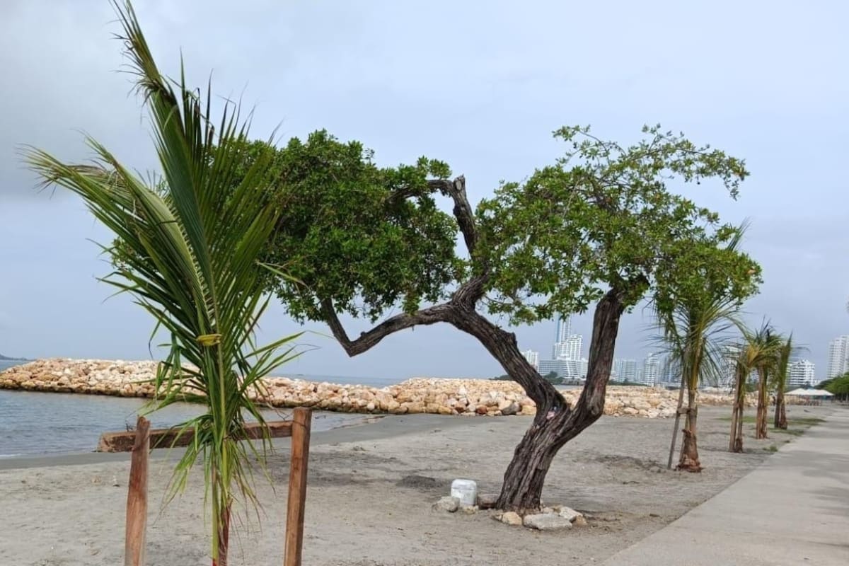 Las medidas ambientales del EPA para obras contra inundaciones en Bocagrande
