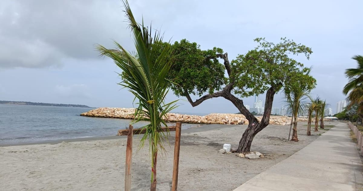 La resolución también establece medidas para conservar y manejar la vegetación presente en las zonas intervenidas. // Foto: cortesía - Alcaldía de Cartagena