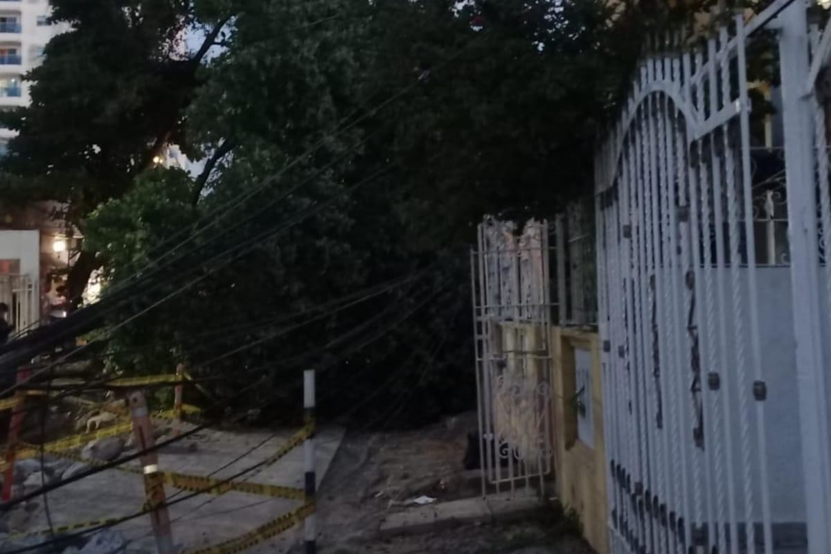 “Pudo ser una tragedia”: familia afectada por la caída de un árbol en Manga