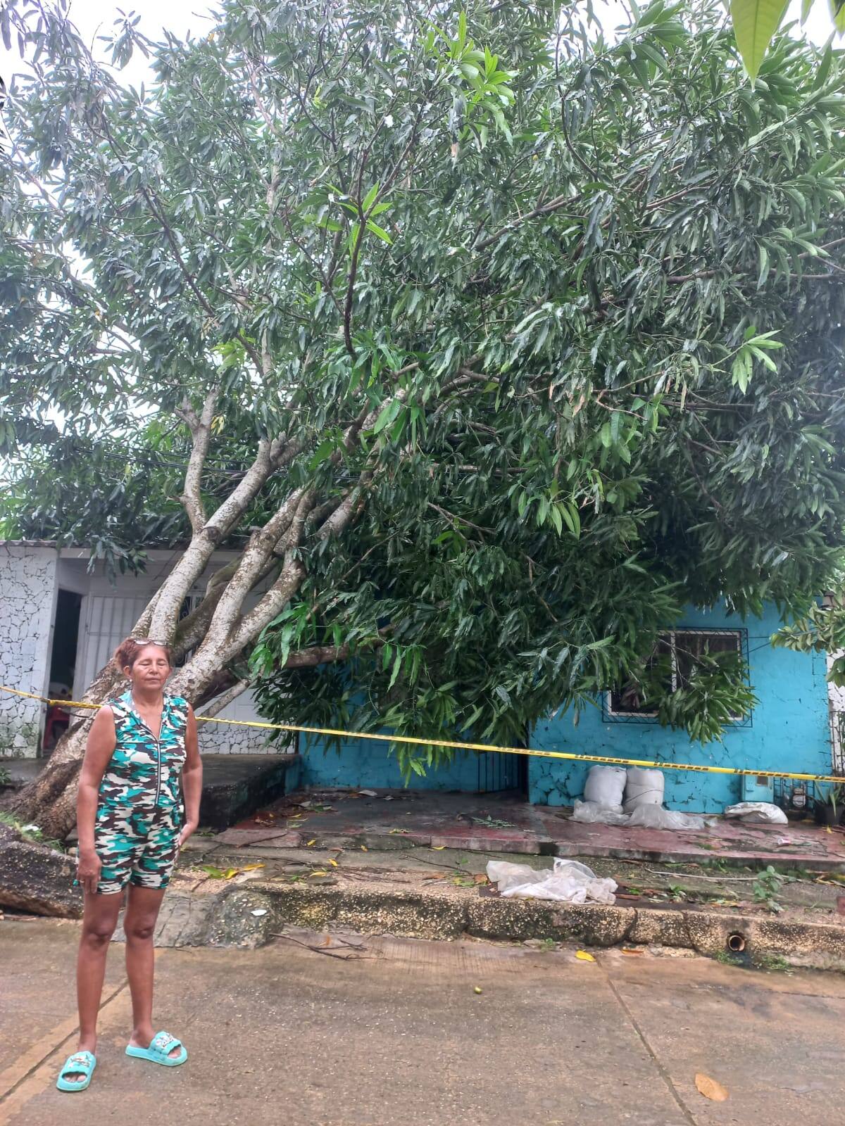Árbol caído sobre una casa en Bonanza, sector Las Mujeres, producto de las fuertes precipitaciones.// Julio Castaño - El Universal.