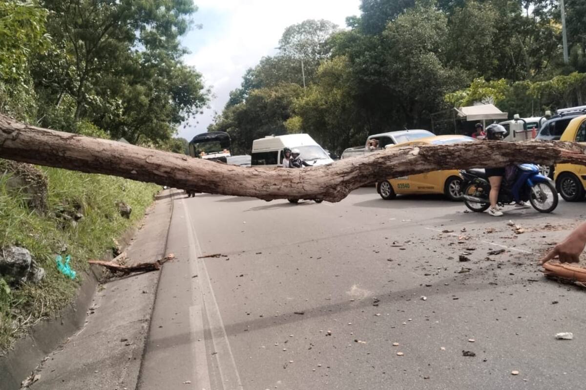 Jaime y Yuri murieron por árbol que les cayó encima mientras iban en moto