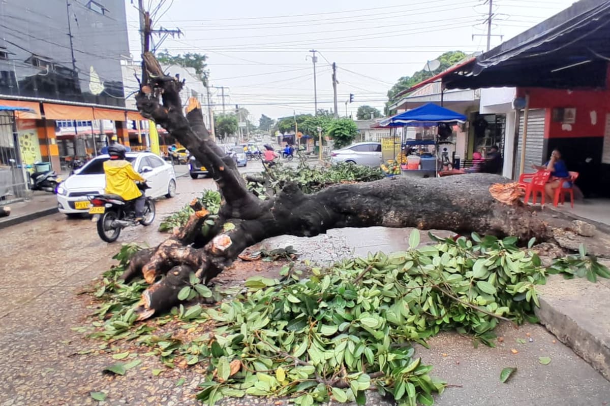 Árbol caído impide movilidad en Zaragocilla: Bomberos se pronuncian