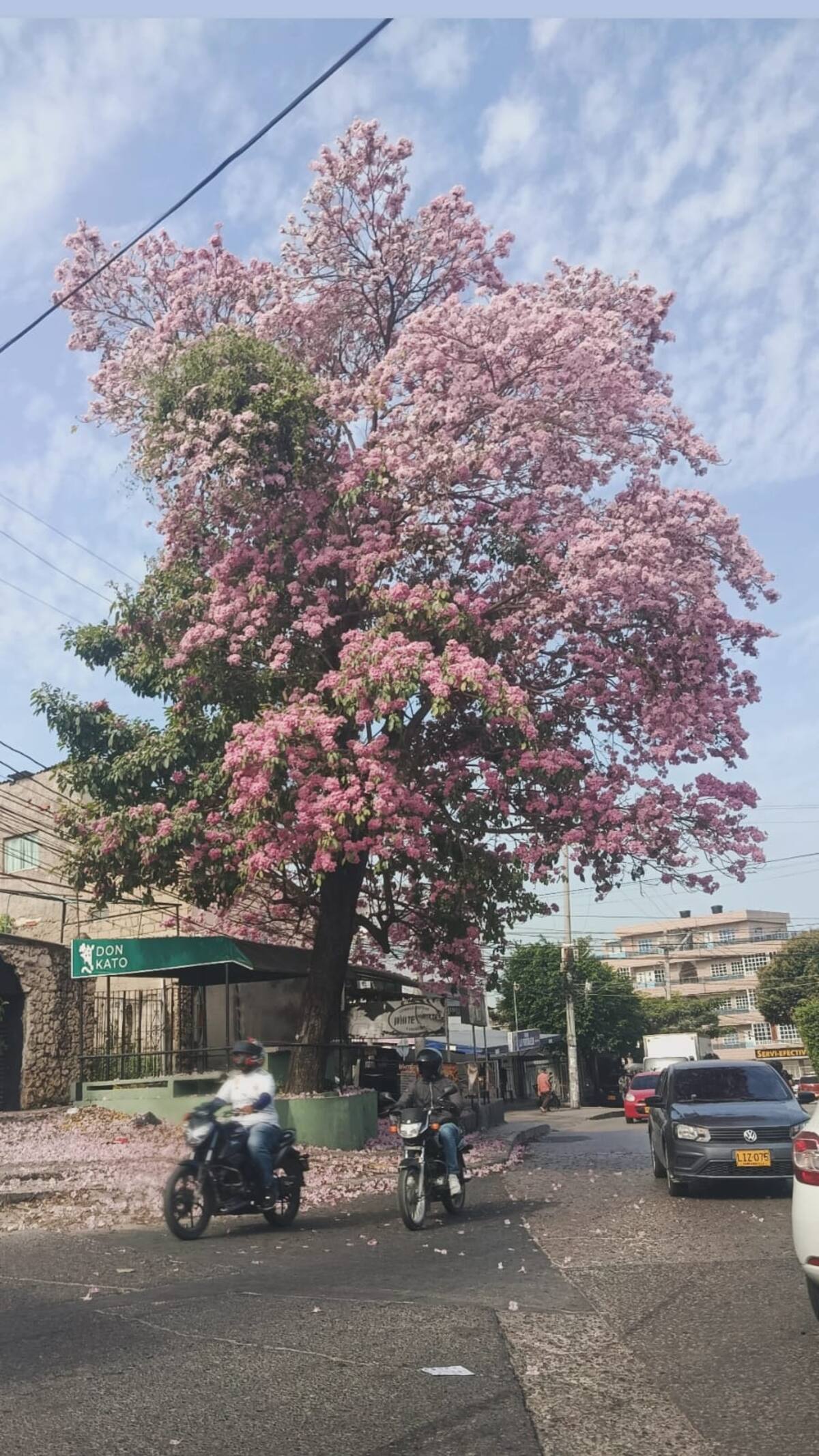 El florecimiento de árboles rosados que embellece a Cartagena. //Foto: Zuleima Balaguera- EU.
