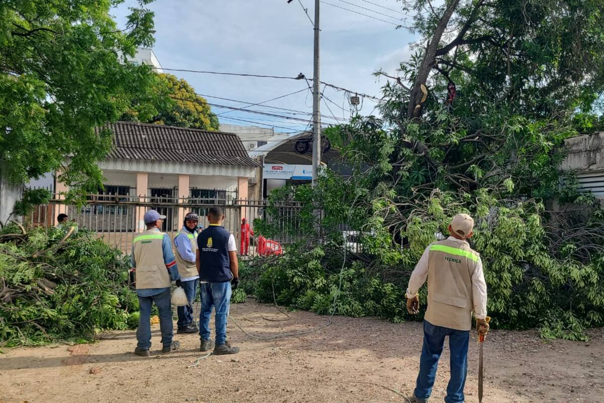 Casos de árboles en riesgo de caer son atendidos por el EPA Cartagena