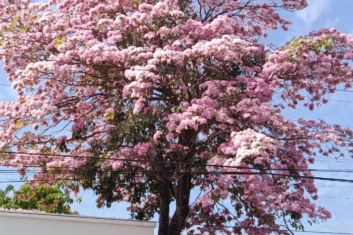 En fotos: no es Japón, la razón del florecimiento de árboles rosados en Cartagena