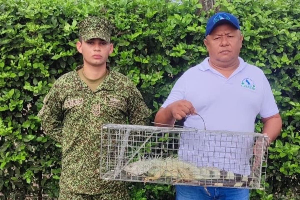 Armada de Colombia recuperó 147 animales silvestres en operativos ambientales en el Caribe. // Cortesía: Armada Nacional