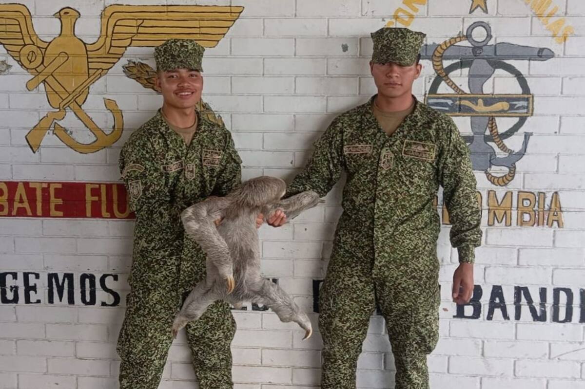 Armada de Colombia recuperó 147 animales silvestres en operativos ambientales en el Caribe. // Cortesía: Armada Nacional