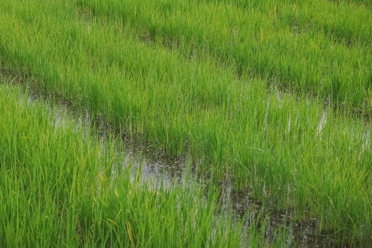 Así son las líneas especiales de crédito para los pequeños arroceros