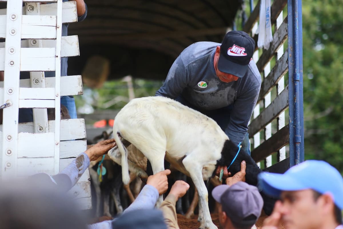 ART y la FAO entregan 800 ovinos a comunidades rurales de Zambrano