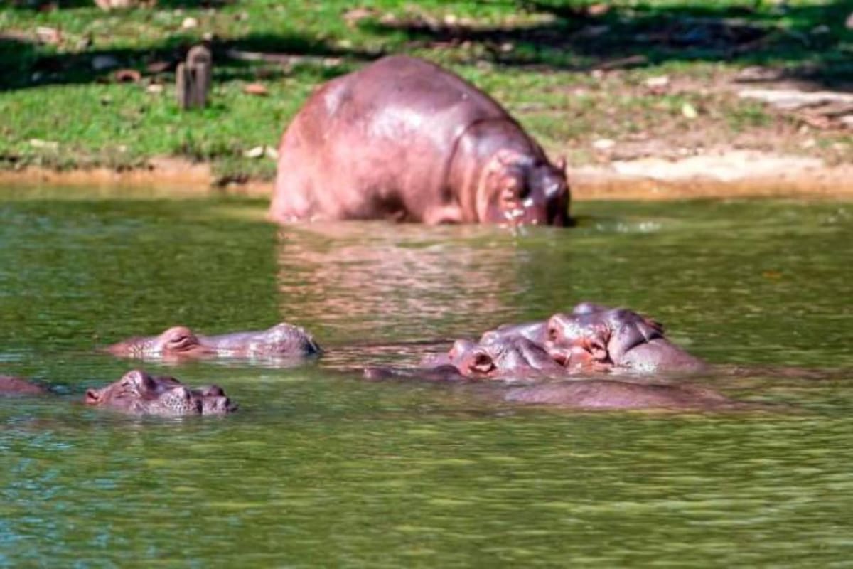 Bocachicos, capibaras y nutrias, las especies en peligro por los Hipopótamos de Pablo