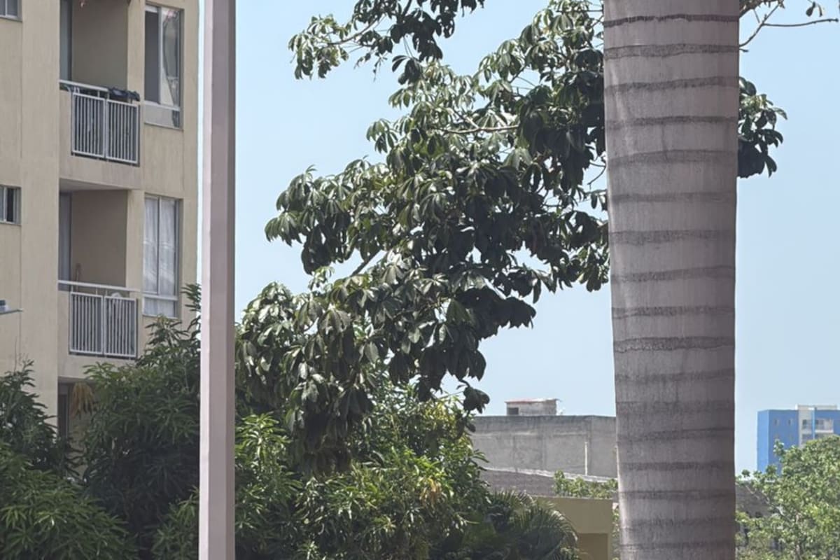 Video: ataque a bala en Parque Heredia deja un muerto en intento de hurto