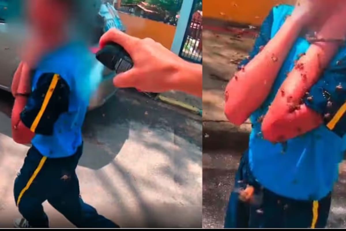 Niña de 12 años fue atacada por un enjambre de abejas: recibió más de 100 picaduras