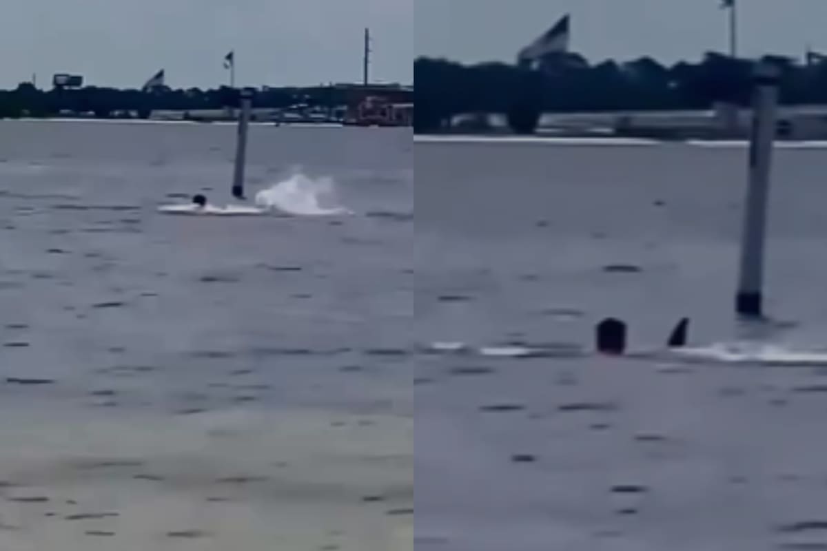 Video: Dramático ataque de tiburón en Estados Unidos