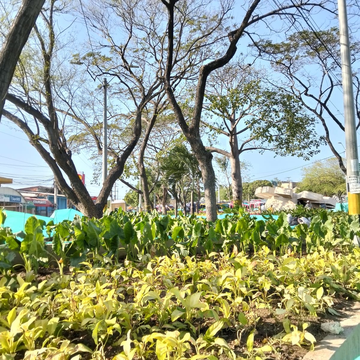 Avance de los trabajos de recuperación del parque Reloj Floral. // Foto: Zenia Valdelamar - El Universal.