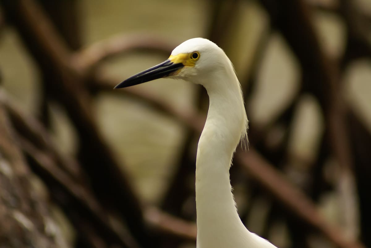 Una garceta nival Egretta thula, Archipiélago del Rosario, Cartagena de Indias, Colombia.