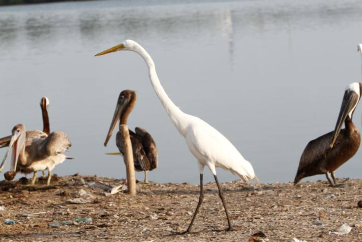 Algunas aves primitivas contaban con cuatro alas, antes de que la evolución les llevara a abandonar sus plumas traseras en favor de patas palmeadas Julio castaño El Universal