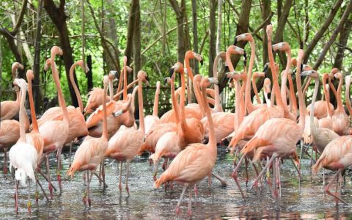 Este santuario ecológico alberga más de 1.700 aves de 170 especies distintas. // Foto: Archivo