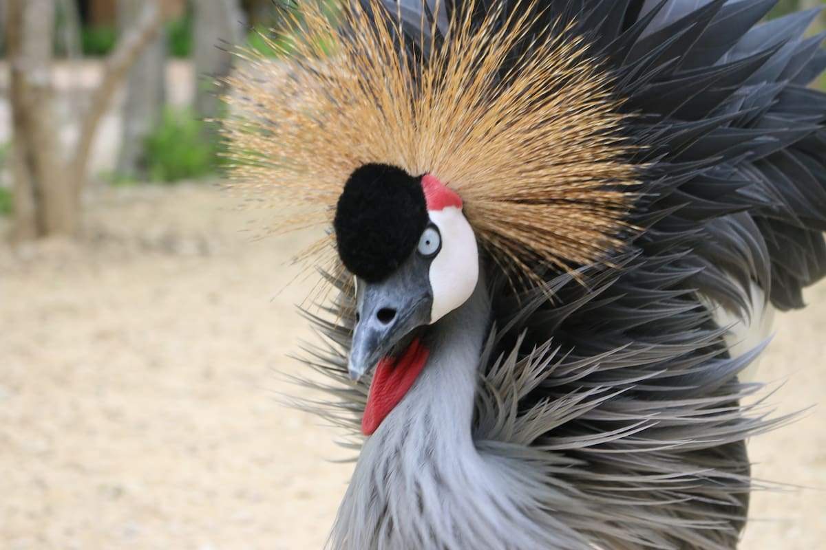 Aviario Nacional de Colombia celebra 10 años en Barú con entrada gratuita este 4 de octubre. // Foto: cortesía - Aviario Nacional de Colombia