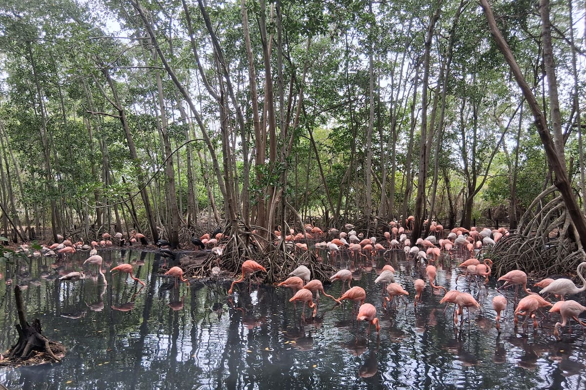 Aviario Nacional celebra 10 años en Cartagena con entrada gratis este domingo