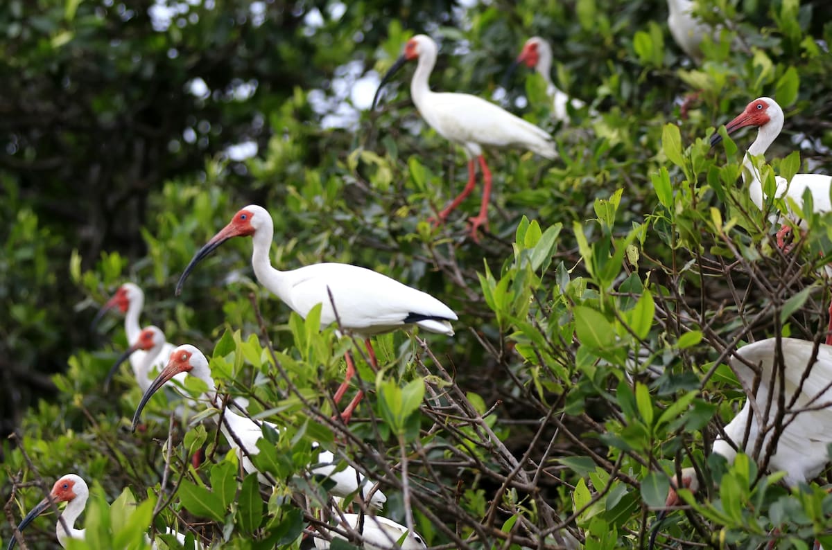 En varios sitios de Caratgena se podrá participar en la jornada de avistamiento de aves, entre ellos Manzanillo del Mar. //Cortesía