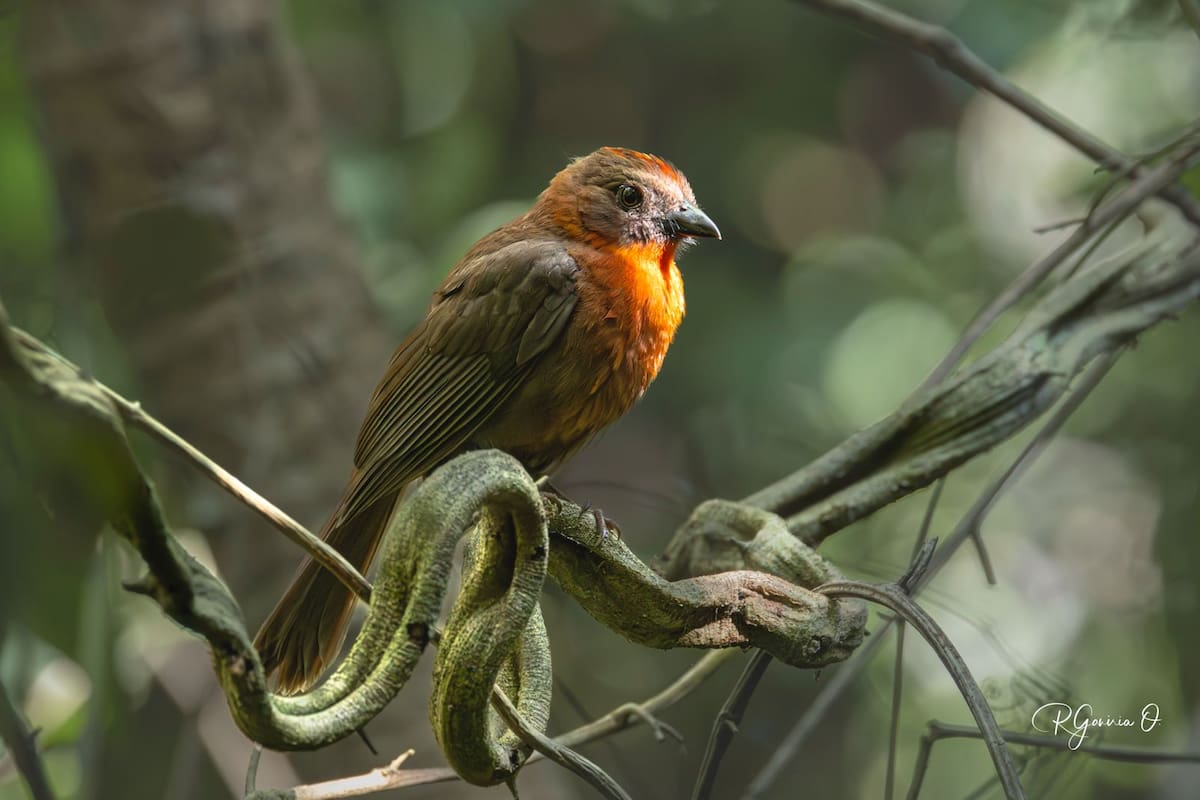 Avistamiento de aves en Cartagena: los mejores lugares para descubrir la riqueza natural que rodea La Heroica