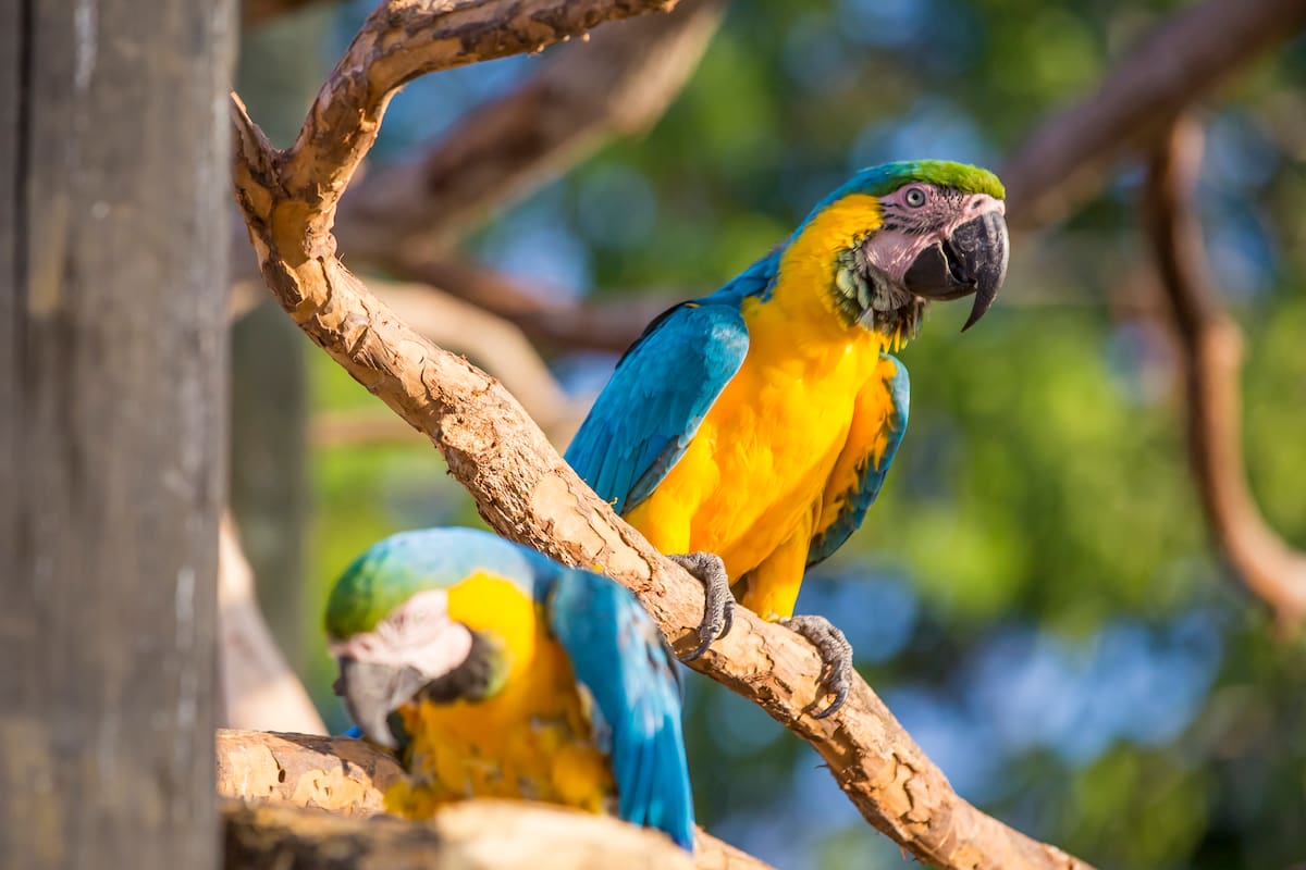 Guacamayas. Archivo El Universal