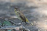 Colombia busca superar 1.600 aves registradas en el Global Big Day