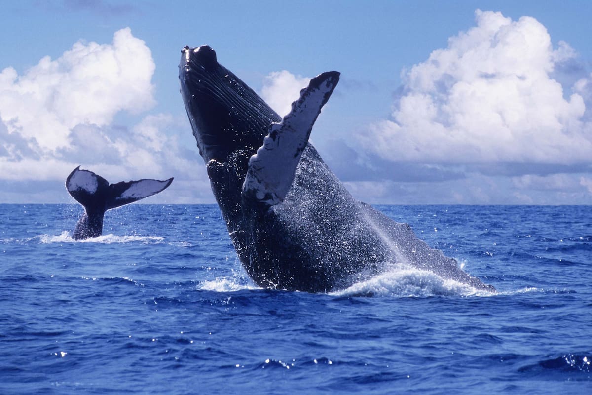 Temporada de ballenas en el Pacífico: así es el fenómeno que impulsa el turismo