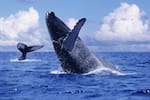 Temporada de ballenas en el Pacífico: así es el fenómeno que impulsa el turismo