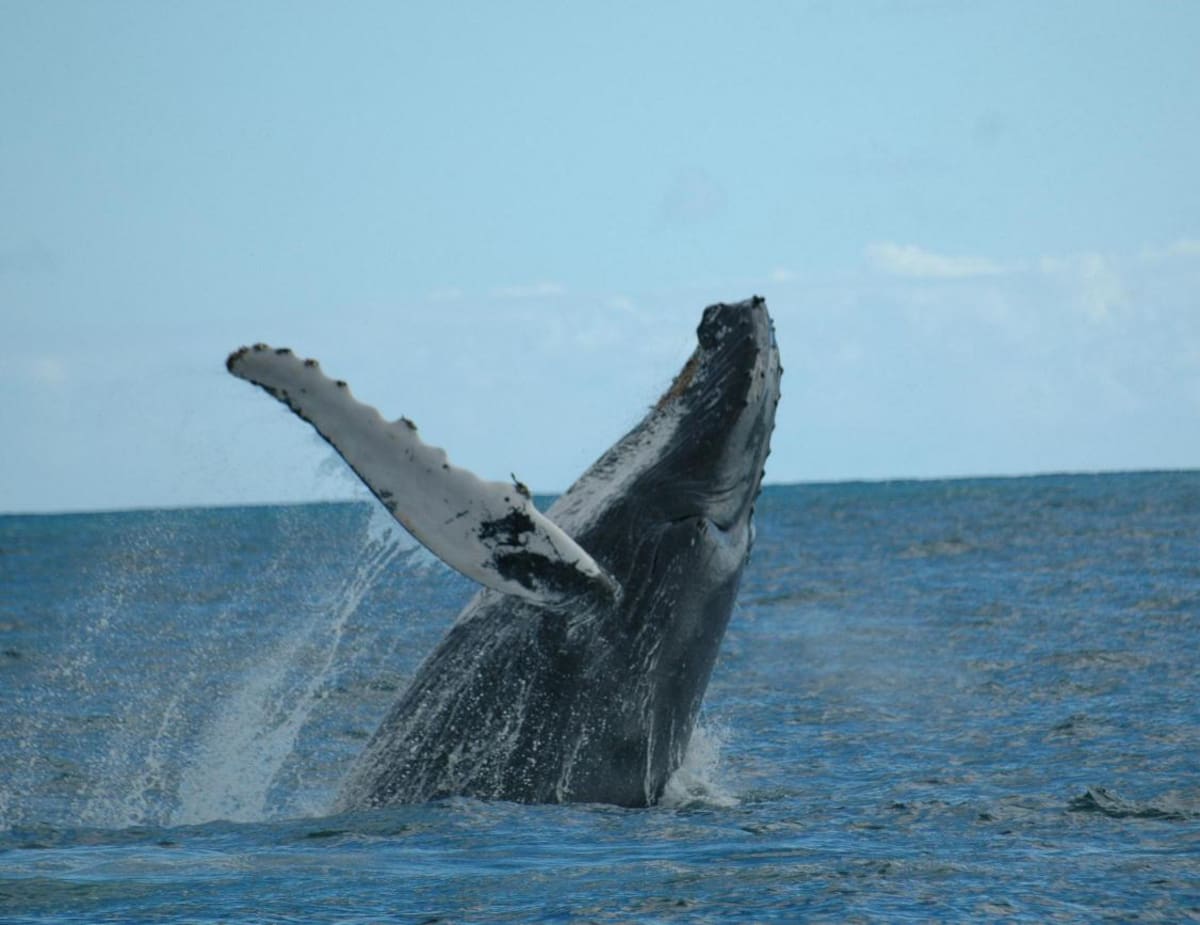 Avistamiento de ballenas jorobadas en el Pacífico colombiano. // Foto: Colprensa - Archivo.