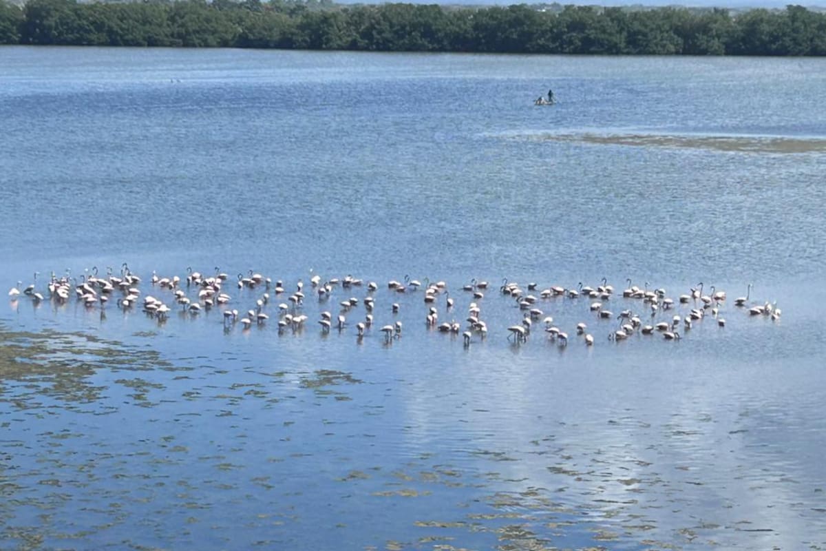Video: Recuperación ambiental atrae flamencos rosados a la Ciénaga de la Virgen