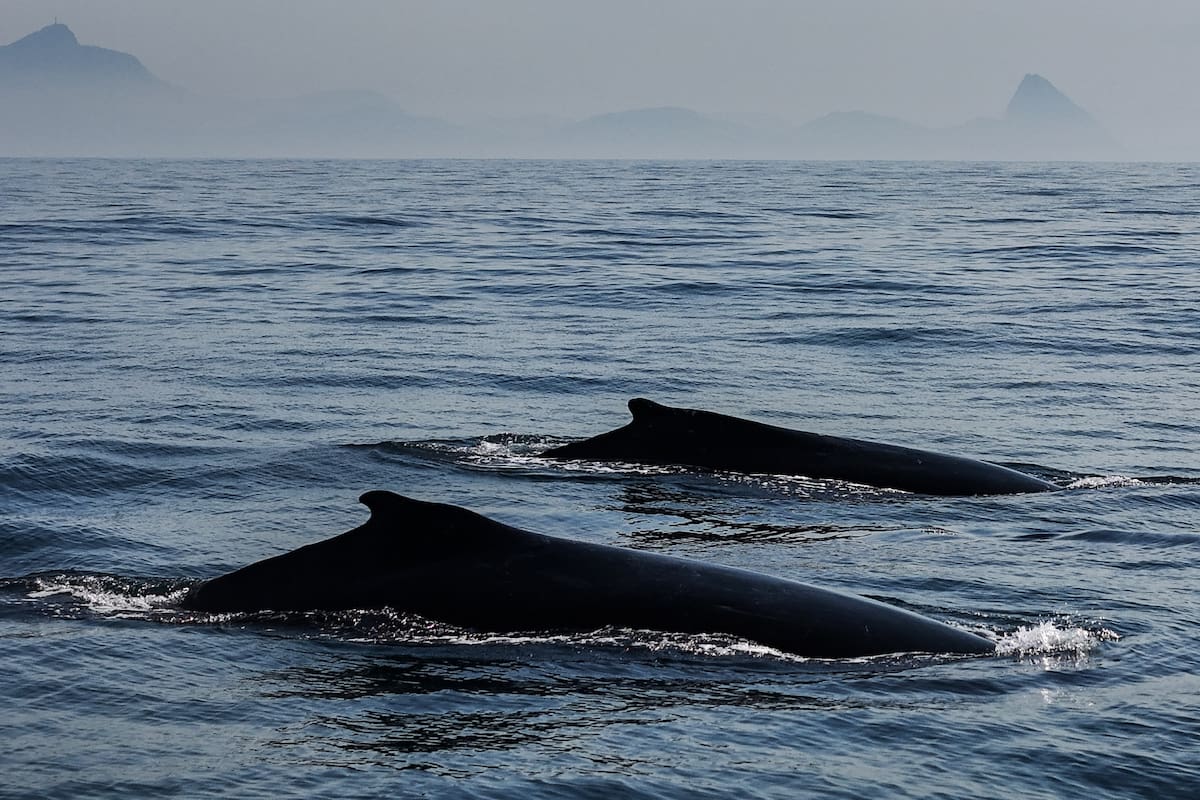 Identifican similitudes entre el canto de las ballenas y el habla humana