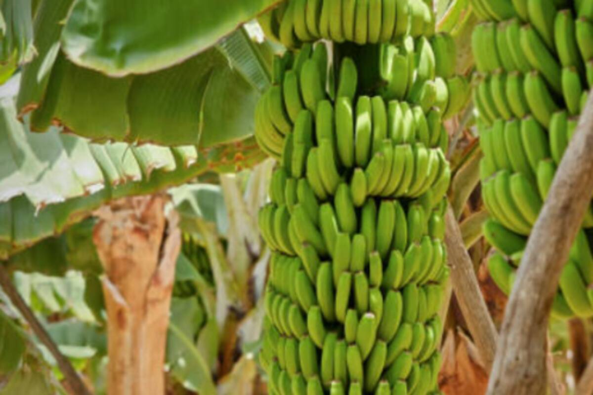 Magdalena exportó 33,7% del total de banano que vendió Colombia al mundo