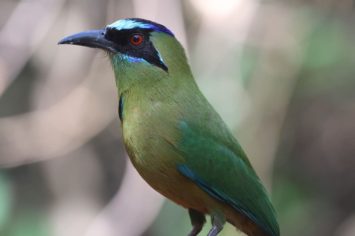 Barranquero, una de las especies de aves que se puede observar en el Global Big Day en Colombia. // Foto: Cortesía - Sociedad Ornitológica de Bolívar.