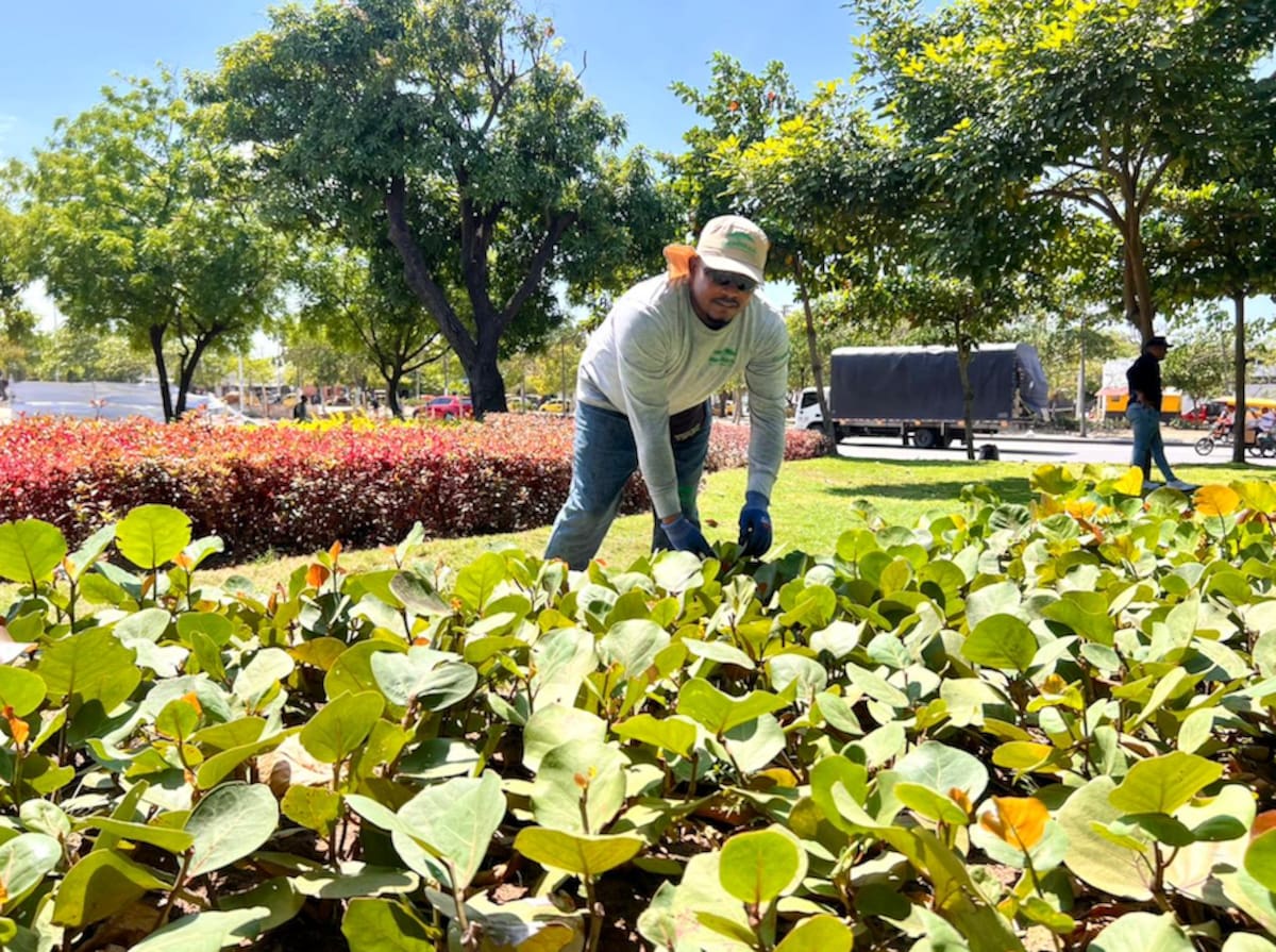 Soluciones basadas en la naturaleza, la transición energética, el desarrollo sostenible y la recuperación de espacios públicos, son algunas de las acciones que implementa la Alcaldía de Barranquilla para enfrentar la ola de calor.//Cortesía Alcaldía de Barranquilla.